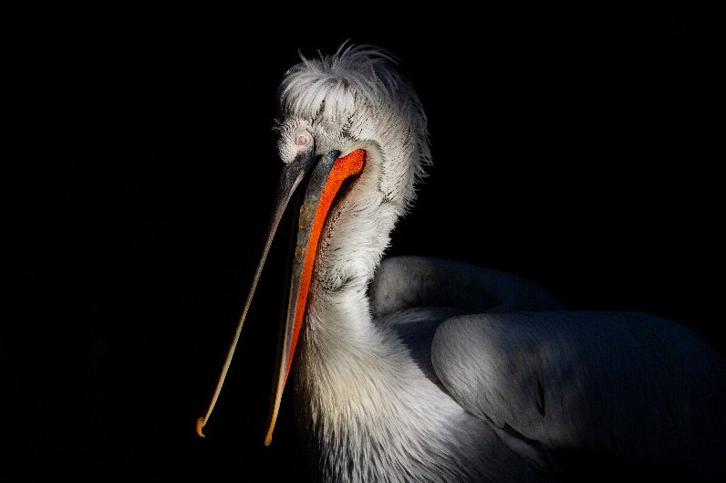 Pellicano su fondo nero