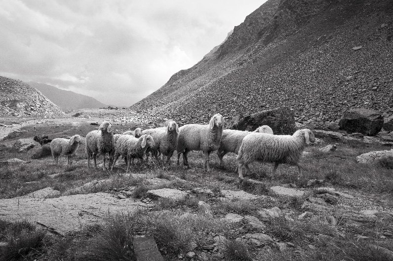 Gregge in una valle di montagna