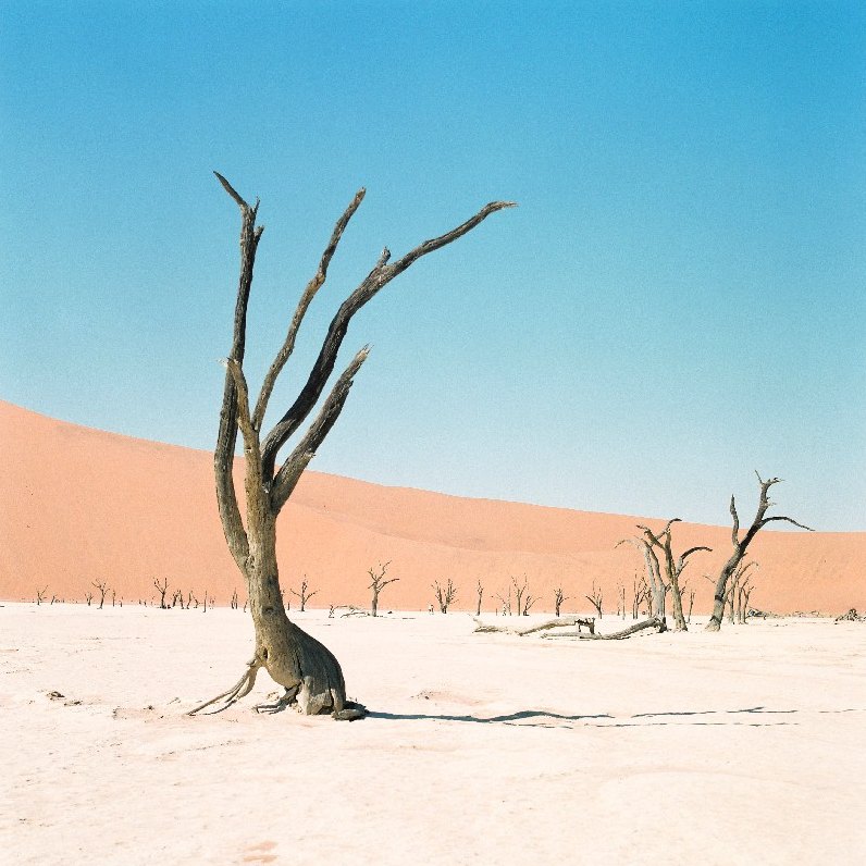 Albero secco tra le dune