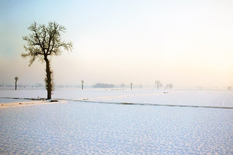 Albero solitario nella neve